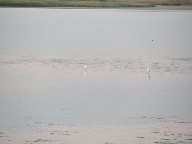 Granelli doğal rezerv parkta bir yaz günbatımıflamingolar Shot. Sicilya, İtalya