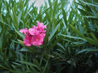 Pembe bir çiçek shot