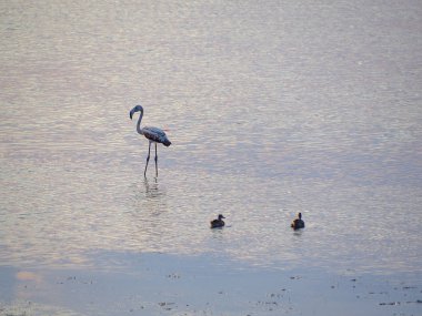 Granelli doğal rezerv parkta bir yaz günbatımıflamingolar Shot. Sicilya, İtalya