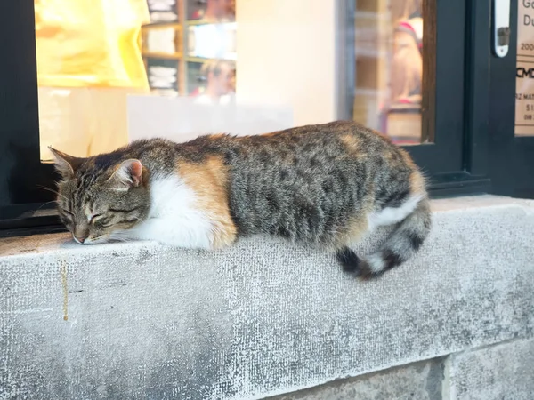 Dışarıda Uyuyan Sevimli Kediyi Kapat — Stok fotoğraf