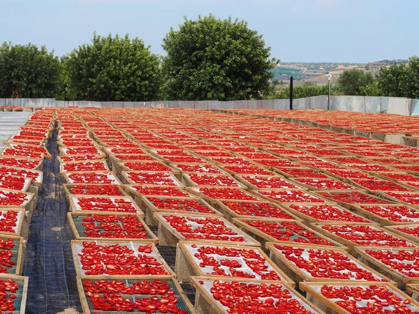 シチリア島やイタリアで非常に人気があり 伝統的な太陽乾燥トマト ポンマルル シチュ の製造 — ストック写真