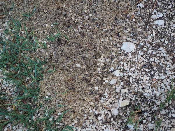 Karınca Taş Çimen — Stok fotoğraf