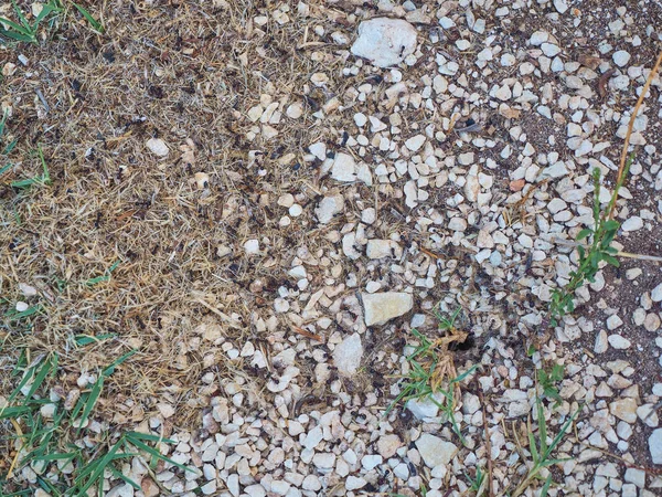 Karınca Taş Çimen — Stok fotoğraf