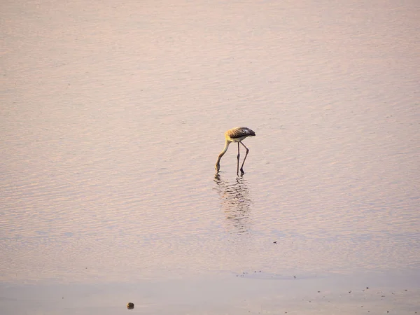 Shot Flamingos Summer Sunset Granelli Natural Reserve Park Sicily Italy — Stock Photo, Image