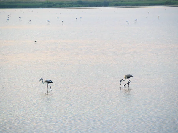 Shot Flamingos Summer Sunset Granelli Natural Reserve Park Sicily Italy — Stock Photo, Image