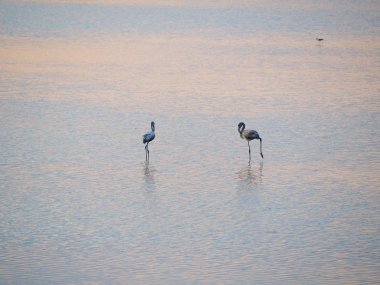 Granelli doğal rezerv parkta bir yaz günbatımıflamingolar Shot. Sicilya, İtalya