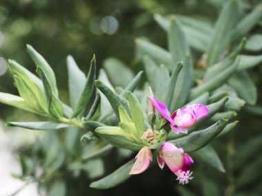 Etrafında renkli çiçekler ve maymunlarMakro görünümü