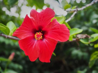 Etrafında renkli çiçekler ve maymunlarMakro görünümü