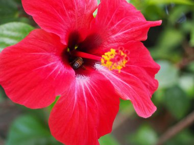 Etrafında renkli çiçekler ve maymunlarMakro görünümü