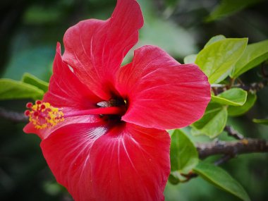 Etrafında renkli çiçekler ve maymunlarMakro görünümü