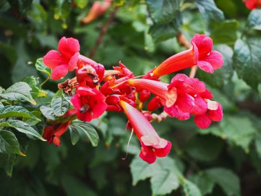 Etrafında renkli çiçekler ve maymunlarMakro görünümü