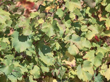 Açık havada yetişen üzüm yapraklarını kapatın.