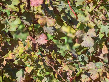 Açık havada yetişen üzüm yapraklarını kapatın.
