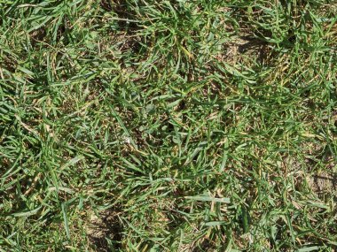 Pedmont 'taki Langhe kırsalının manzarası