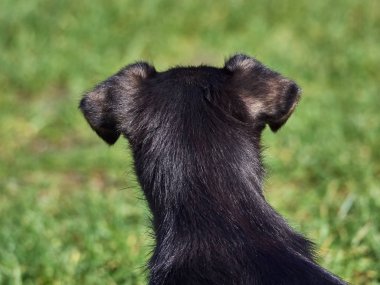 Sevimli bir evcil köpeğin fotoğrafı.