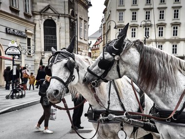 Stephansplatz'da birlikte oynayan bir arabanın iki güzel atı