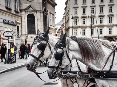 Stephansplatz bir at arabası iki at