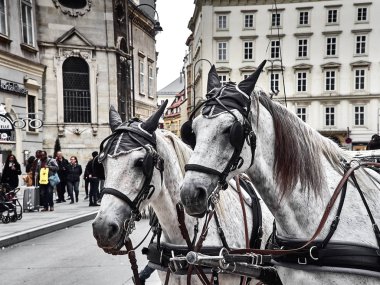 Stephansplatz bir at arabası iki at