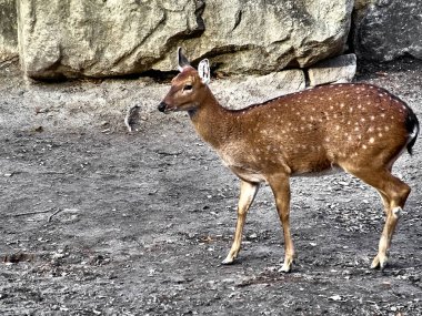Güzel bir ceylan resmi.