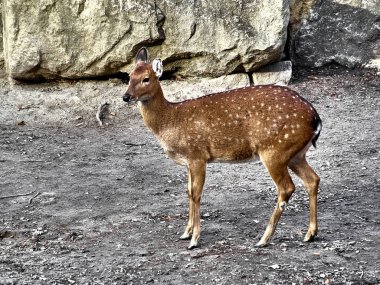 Güzel bir ceylan resmi.