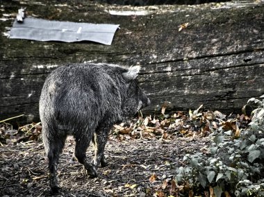 Yaban domuzu vurmuşlar.