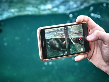 Akıllı telefondan görülen mühürlerin çekimi