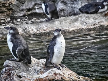İki penguenin fotoğrafı