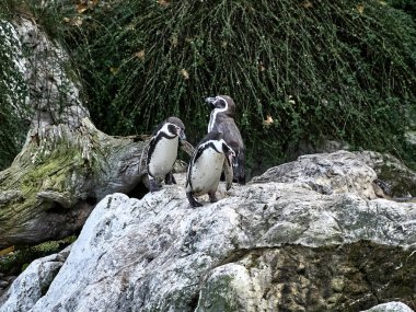 Bir grup penguenin fotoğrafı