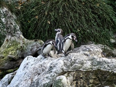 Bir grup penguenin fotoğrafı