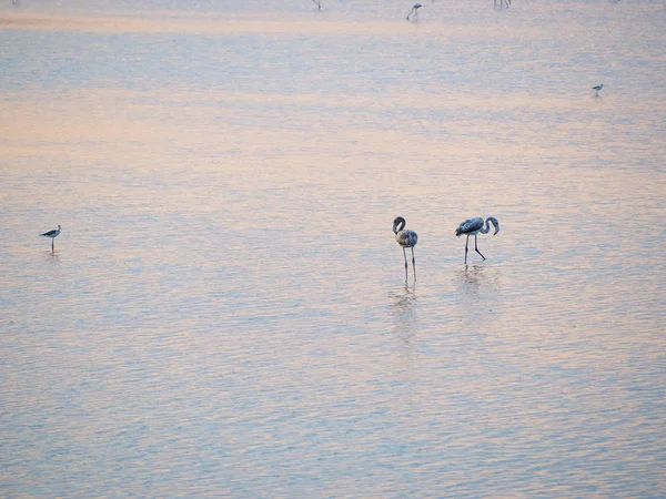 Tiro Flamingos Pôr Sol Verão Parque Reservas Naturais Granelli Sicília — Fotografia de Stock