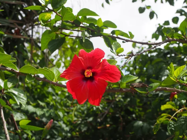 Vista Macro Flores Coloridas Macacos Redor — Fotografia de Stock