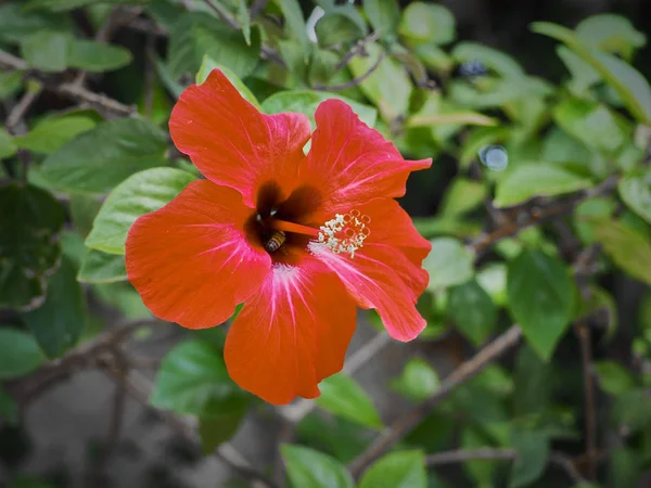 Macro Vue Des Fleurs Colorées Des Singes Autour — Photo