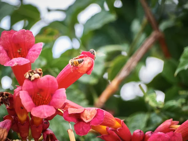 Macro Weergave Van Gekleurde Bloemen Apen Rond — Stockfoto