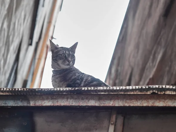 Tiro Gato Sentado Una Pared Catania Sicilia — Foto de Stock