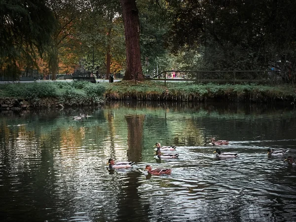 Snímek Lambro Parku Miláně Podzim — Stock fotografie