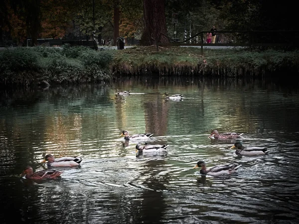 秋のミラノのランブロ公園のショット — ストック写真