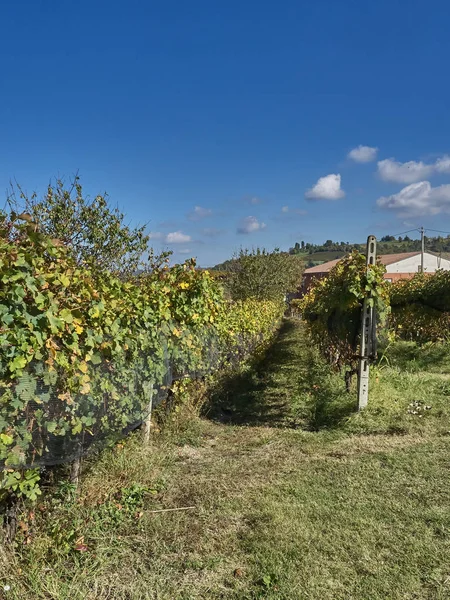 Utsikt over landskapet Langhe i Piemonte – stockfoto