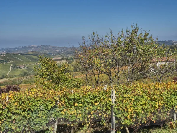 Vista do campo de Langhe no Piemonte — Fotografia de Stock