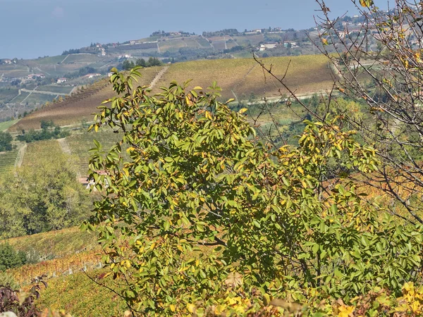 Vista de la campiña de Langhe en Piamonte — Foto de Stock