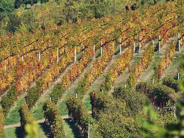 Veduta della campagna delle Langhe in Piemonte — Foto Stock