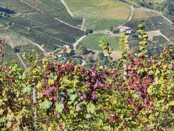 View of the Langhe countryside in Piedmont — Stock Photo, Image