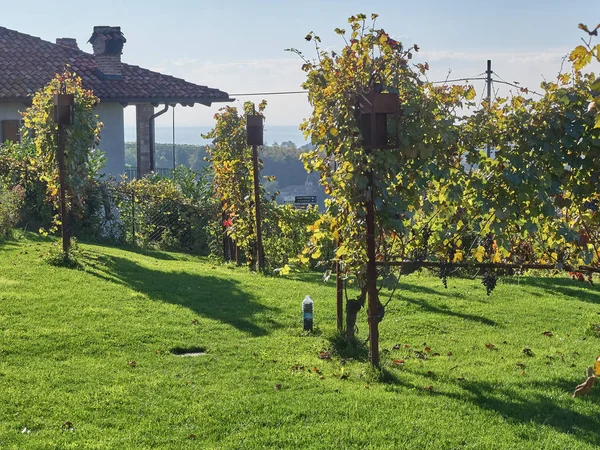 Uitzicht op het platteland van Langhe in Piemonte — Stockfoto