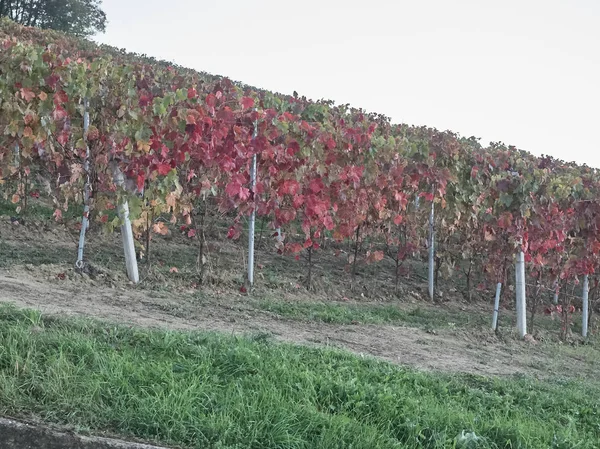 Veduta della campagna delle Langhe in Piemonte — Foto Stock