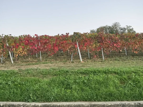 Blick auf die langhe Landschaft im Piemont — Stockfoto