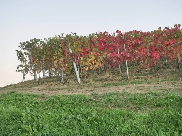 Veduta della campagna delle Langhe in Piemonte — Foto Stock