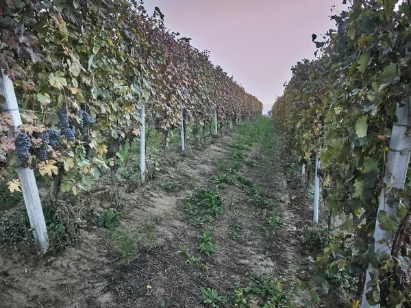 Veduta della campagna delle Langhe in Piemonte — Foto Stock