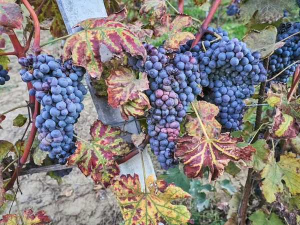 Tiro de hermosas uvas oscuras — Foto de Stock