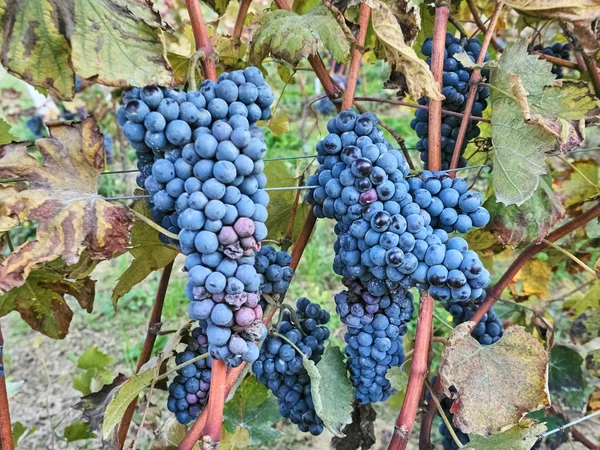 Tiro de hermosas uvas oscuras — Foto de Stock