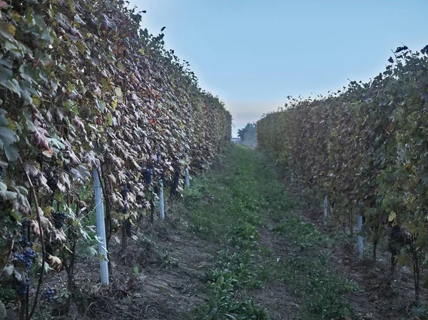 Veduta della campagna delle Langhe in Piemonte — Foto Stock