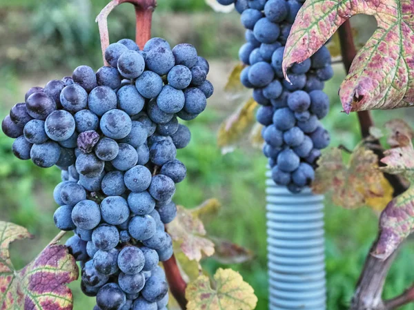 Tiro de hermosas uvas oscuras — Foto de Stock